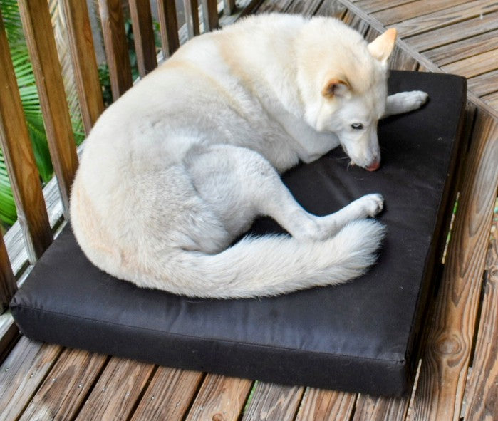 dog futon
